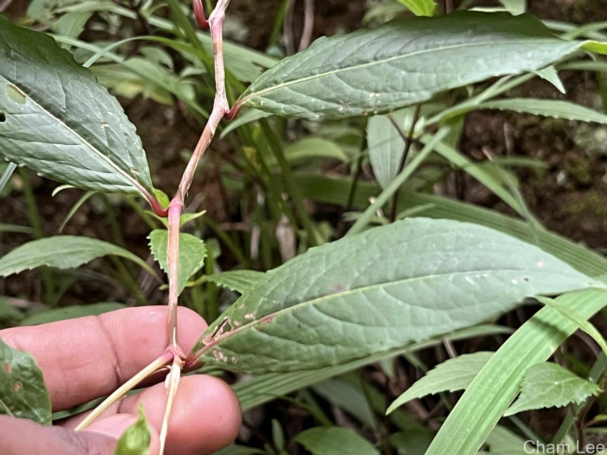 Persicaria chinensis (L.) H.Gross